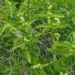 Cheyenne® Mock Orange 8 Cheyenne® Mock Orange -High Country Gardens Shop cheyenne mock orange 4