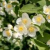 Cheyenne® Mock Orange -High Country Gardens Shop cheyenne mock orange philadelphus lewisii flower blooms 2