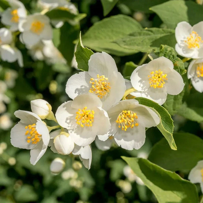 Cheyenne® Mock Orange 1 Cheyenne® Mock Orange