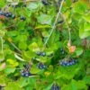 Viking Black Chokeberry (Aronia) -High Country Gardens Shop chokeberry aronia melanocarpa viking cropped 2