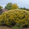 Habitat Shrub Collection For The West -High Country Gardens Shop chrysothamnus nauseosus la plata