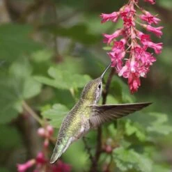 Claremont Flowering Currant (Ribes) -High Country Gardens Shop claremont flowering currant 1 1