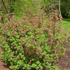 Claremont Flowering Currant (Ribes) -High Country Gardens Shop claremont flowering currant 2 1