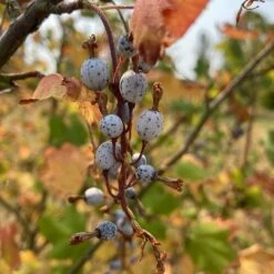 Claremont Flowering Currant (Ribes) -High Country Gardens Shop claremont flowering currant 4 1