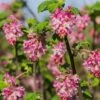 Claremont Flowering Currant (Ribes) -High Country Gardens Shop claremont flowering currant ribes pink flowers 2