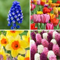 Classic Container Bulb Collection 7 Classic Container Bulb Collection -High Country Gardens Shop classic container bulb collection collage