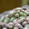 Rock Garden Collection -High Country Gardens Shop cobwebs hens and chicks