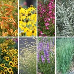 Colorado Perennial Collection -High Country Gardens Shop colorado collection collage8 26 25