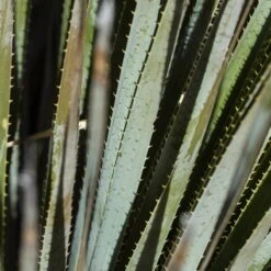 Common Sotol (Dasylirion) 9 Common Sotol (Dasylirion) -High Country Gardens Shop common sotol 3