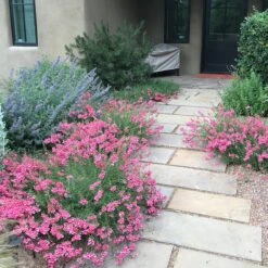 Coral Canyon® Twinspur (Diascia) -High Country Gardens Shop coral canyon twinspur sq