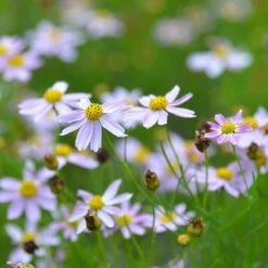 American Dream Coreopsis 7 American Dream Coreopsis -High Country Gardens Shop coreopsis american dream 3