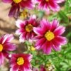 Li'l Bang™ Starstruck Coreopsis -High Country Gardens Shop coreopsis lil bang starstruck 1