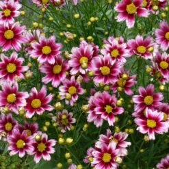 Li'l Bang™ Starstruck Coreopsis 3 Li'l Bang™ Starstruck Coreopsis -High Country Gardens Shop coreopsis lil bang starstruck 2