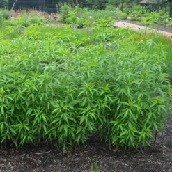 Gold Standard Coreopsis -High Country Gardens Shop coreopsis gold standard foliage cropped northcreek