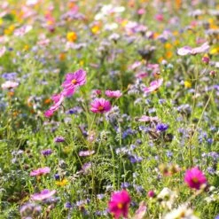 Dry Area Wildflower Seed Mix -High Country Gardens Shop cosmos bachelor buttons meadow