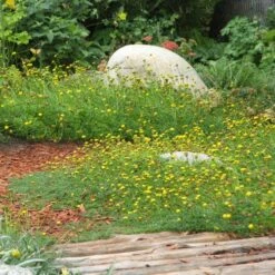 Creeping Gold Buttons (Cotula) -High Country Gardens Shop cotula tiffindell gold 38910 1 web