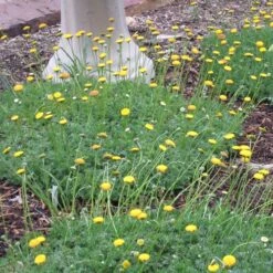 Creeping Gold Buttons (Cotula) -High Country Gardens Shop cotula tiffindell gold 38910 3 web