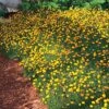 Creeping Gold Buttons (Cotula) 2 Creeping Gold Buttons (Cotula) -High Country Gardens Shop cotula tiffindell gold 38910 4 web 2