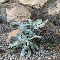 Red Edged Pig's Ear (Cotyledon) -High Country Gardens Shop cotyledon orbiculatus 1