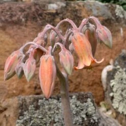 Red Edged Pig's Ear (Cotyledon) -High Country Gardens Shop cotyledon orbiculatus close up of flower 1
