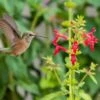 Red Flowered Lamb's Ear -High Country Gardens Shop credit andrew c judd stachys coccinea hummer 2