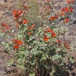 Some Like It Hot Collection -High Country Gardens Shop credit andrey zharkikh monroe globe mallow