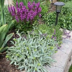 Sarada's™ Greek Mountain Tea -High Country Gardens Shop credit ann kendall plant select sideritis syriaca 3