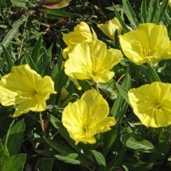 Missouri Evening Primrose -High Country Gardens Shop credit applewood seed oenothera macrocarpa