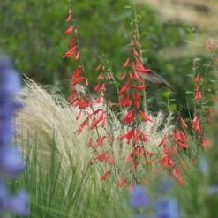 Bridges' Penstemon -High Country Gardens Shop credit david winger plant select bridges beardtongue 3