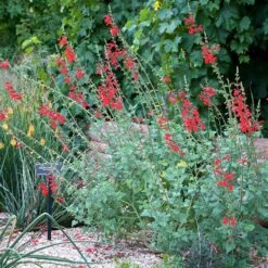 Vermilion Bluffs® Mexican Salvia -High Country Gardens Shop credit david winger plant select vermilion bluffs mexican sage 3