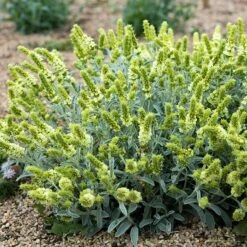 Sarada's™ Greek Mountain Tea -High Country Gardens Shop credit michael guidi plant select sideritis syriaca 2