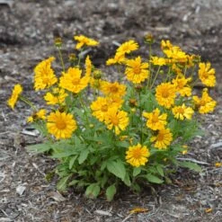 Jethro Tull Coreopsis -High Country Gardens Shop credit mt cuba jethro tull coreopsis cropped