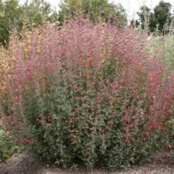 FireSmart Collection - Zone 2 12 FireSmart Collection - Zone 2 -High Country Gardens Shop credit plant select agastache pstessene coronado red