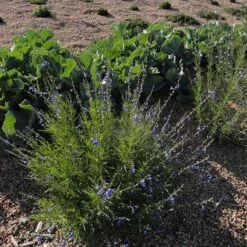 FireSmart Collection - Zone 3 -High Country Gardens Shop credit plant select autumn sapphire salvia