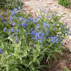 Cape Forget-Me-Not (Anchusa) -High Country Gardens Shop credit plant select cape forget me not 3