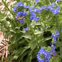 Cape Forget-Me-Not (Anchusa) -High Country Gardens Shop credit plant select cape forget me not 4