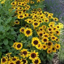 Colorado Perennial Collection -High Country Gardens Shop credit plant select denver daisy cropped