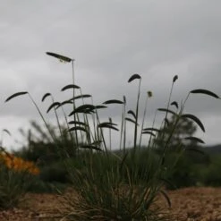 FREEDA® Caterpillar Grass 4 FREEDA® Caterpillar Grass -High Country Gardens Shop credit plant select freeda caterpillar grass 2