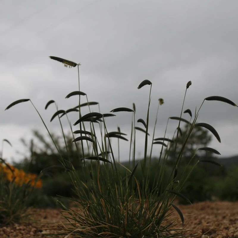 FREEDA® Caterpillar Grass 2 FREEDA® Caterpillar Grass - Image 2