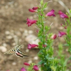 Red Rocks® Penstemon 3 Red Rocks® Penstemon -High Country Gardens Shop credit plant select penstemon mexicali red rocks gar