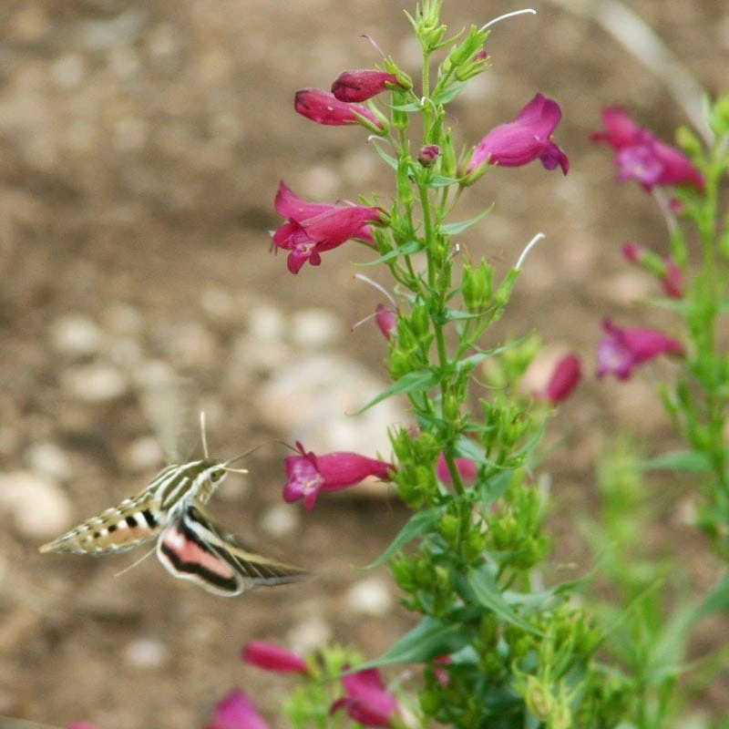 Red Rocks® Penstemon 2 Red Rocks® Penstemon - Image 2