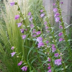 Shadow Mountain® Penstemon -High Country Gardens Shop credit plant select shadow mountain beardtongue 3