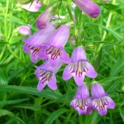 Shadow Mountain® Penstemon -High Country Gardens Shop credit plant select shadow mountain penstemon
