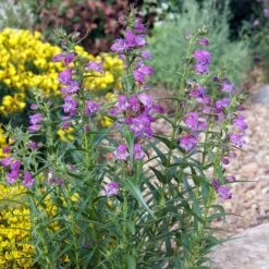 Shadow Mountain® Penstemon -High Country Gardens Shop credit plant select shadow mountain penstemon garden