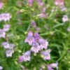 Shadow Mountain® Penstemon 6 Shadow Mountain® Penstemon -High Country Gardens Shop credit ray daugherty plant select shadow mountain beardtongue 1