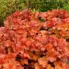 Northern Exposure™ Amber Coral Bells -High Country Gardens Shop credit terra nova nurseries heuchera northern exposure amber 1