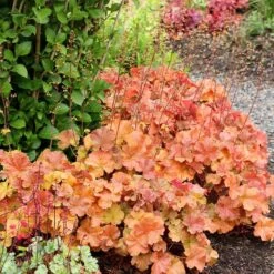 Northern Exposure™ Amber Coral Bells -High Country Gardens Shop credit terra nova nurseries heuchera northern exposure amber 3