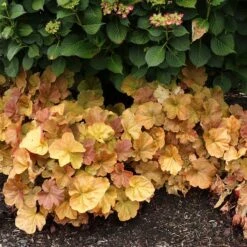 Northern Exposure™ Amber Coral Bells -High Country Gardens Shop credit terra nova nurseries heuchera northern exposure amber 4
