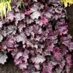 Dry Shade Groundcover Collection -High Country Gardens Shop credit terra nova purple coral bells