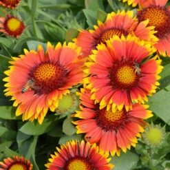 Arizona Sun Gaillardia -High Country Gardens Shop credit walters gardens arizona sun gaillardia